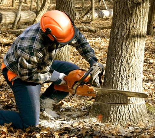 Tree Removal in Monroe, ME